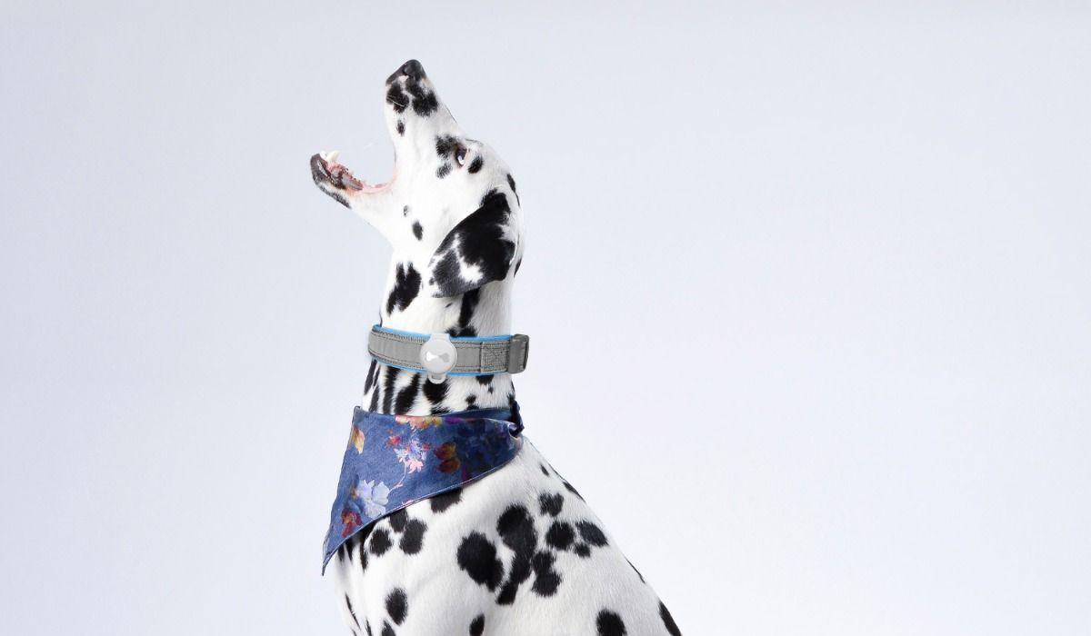 Collar para mascota de Olixar para el AirTag - Mejor collar de mascota para AirTag